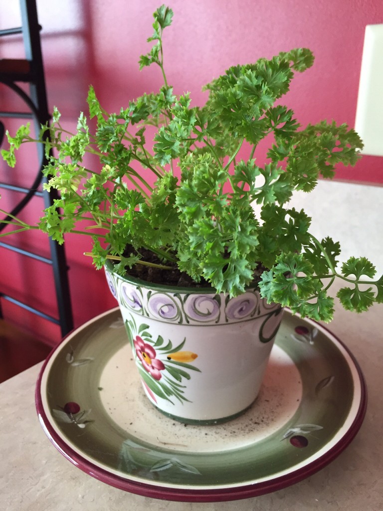 fresh parsley