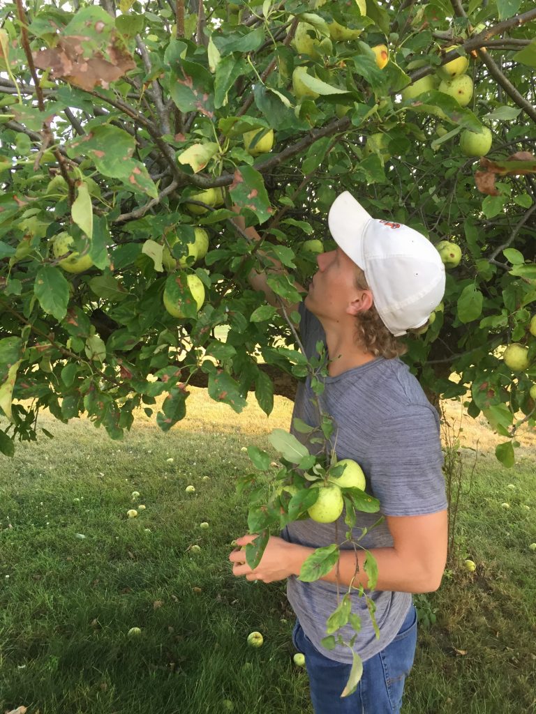 Picking apples at the orchard.