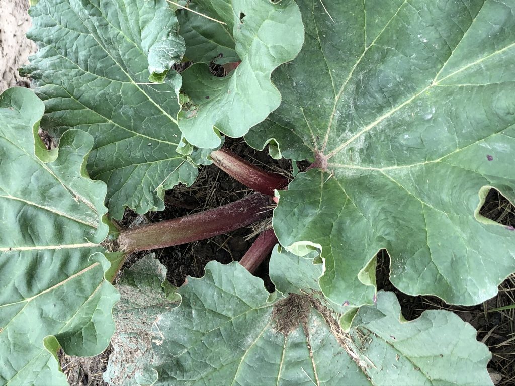 rhubarb stalks