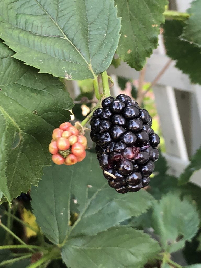 fresh blackberries