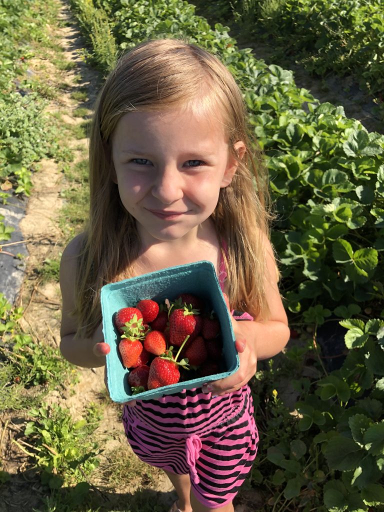 strawberry picking