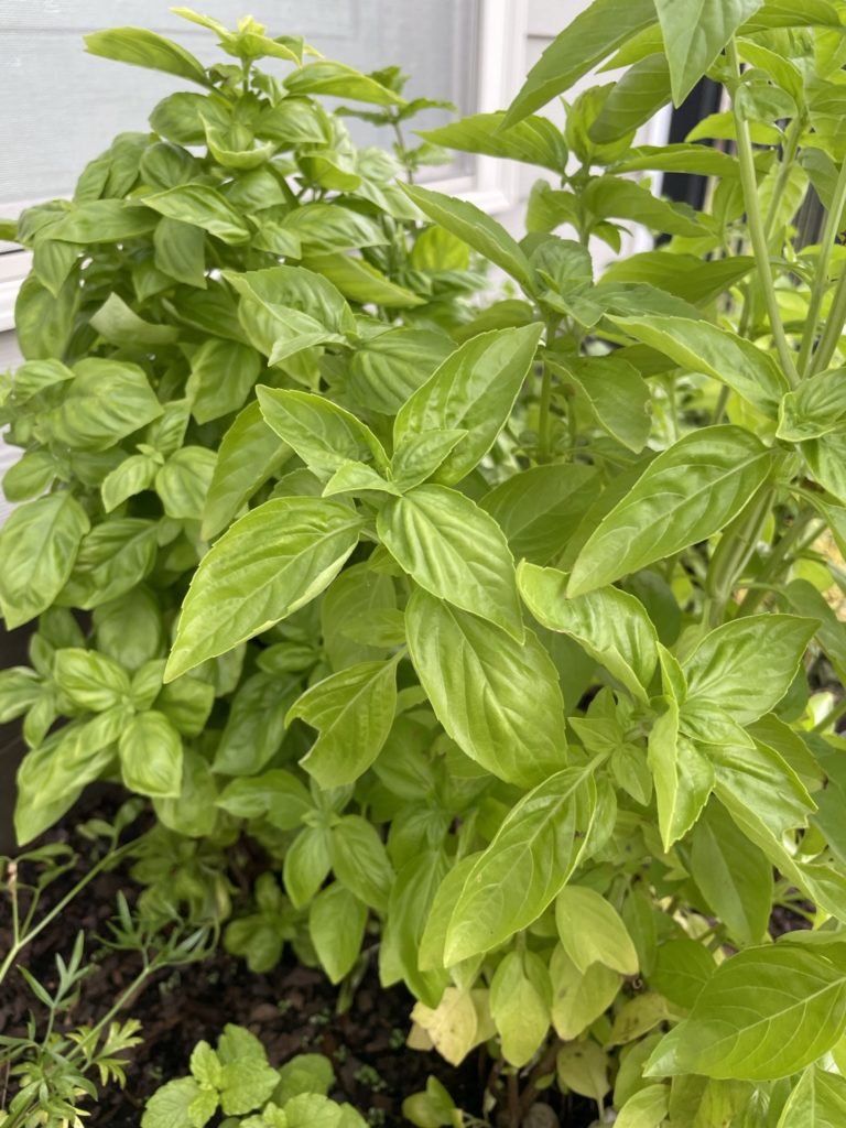 fresh basil