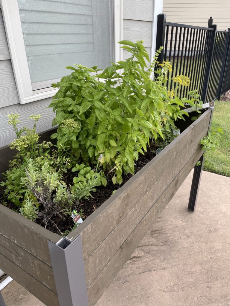 herb garden