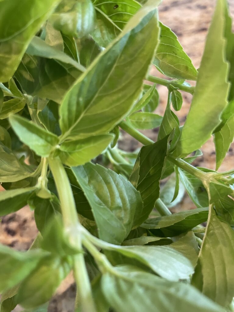 fresh basil