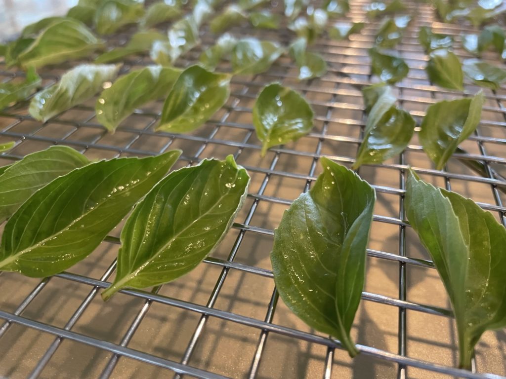 Drying Herbs