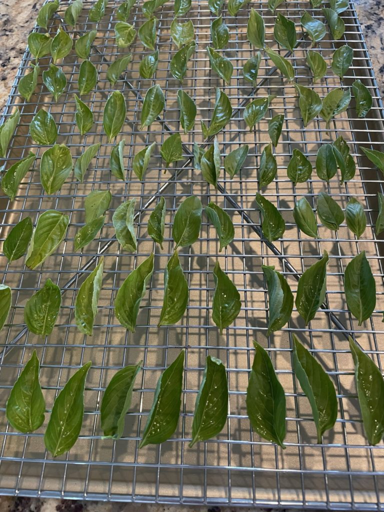 Drying Basil