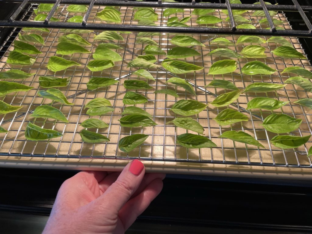 Drying Basil