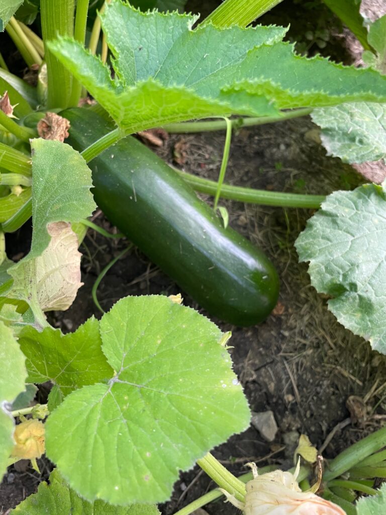 garden zucchini