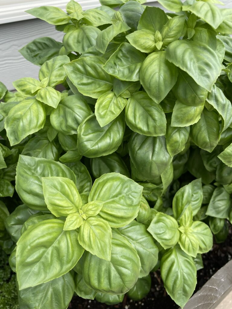 sweet basil plant