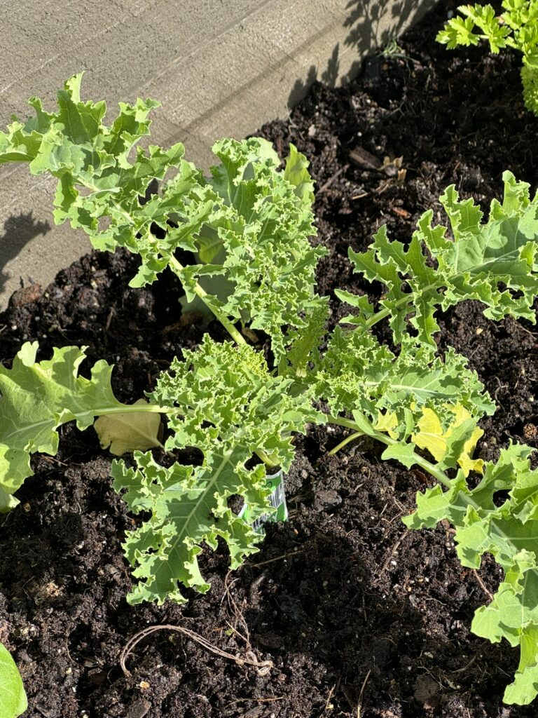 kale plant