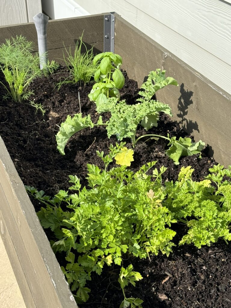 Herb Garden