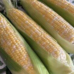 How to Freeze Corn